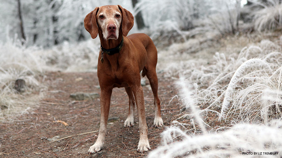 What to do with Your Dog in Mammoth Lakes